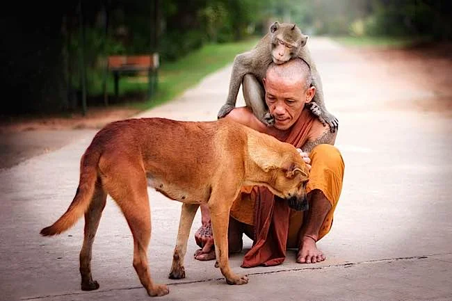 Placeholder for an image of a Tibetan Buddhist monk caring for an animal